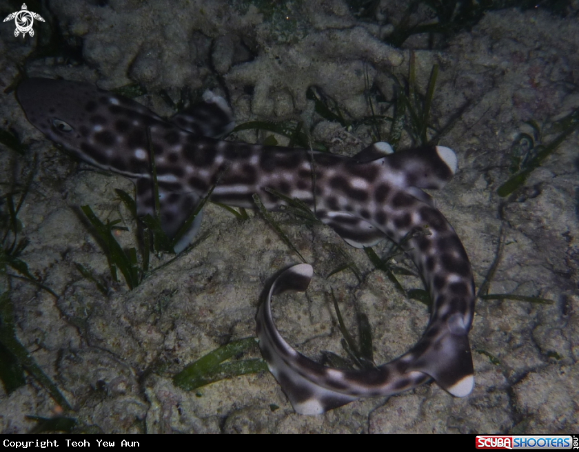 A Cat Shark 