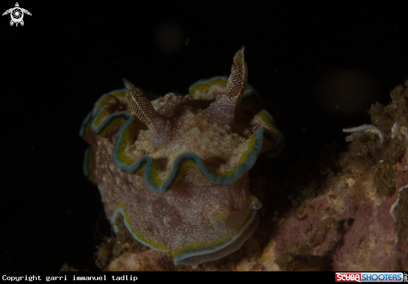 A nudibranch