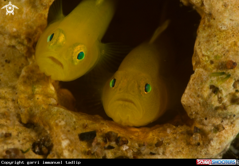 A goby