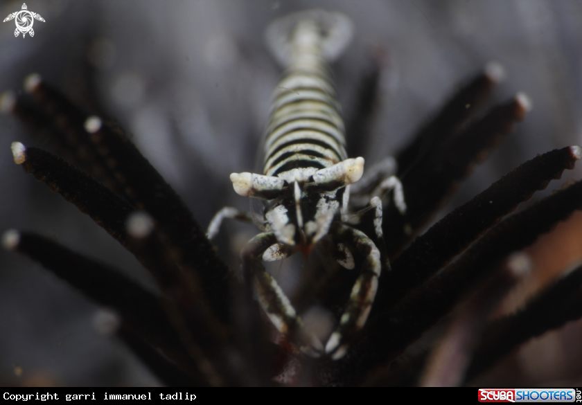 A crinoid shrimp
