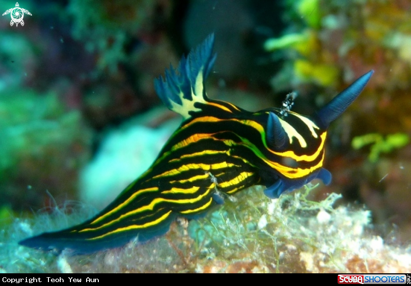 A Nudibranch