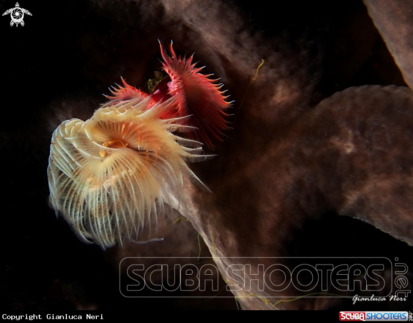 A Protula and serpula