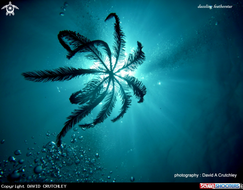 A featherstar