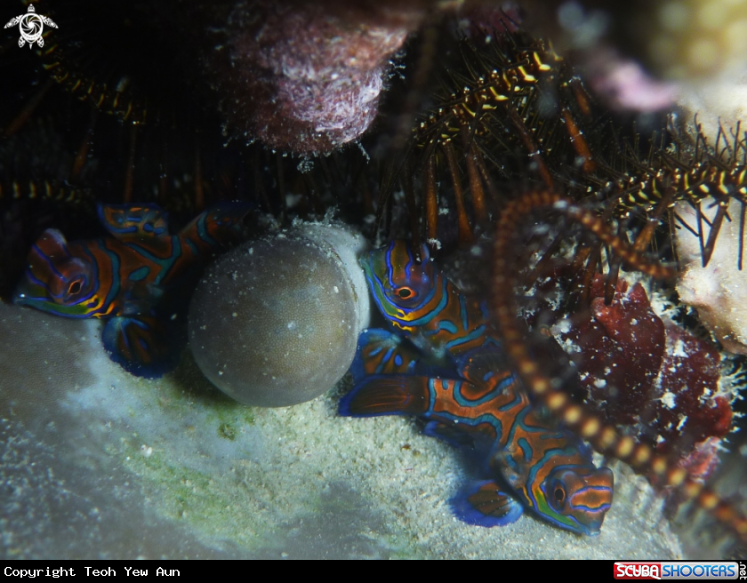 A Mandarin Fish
