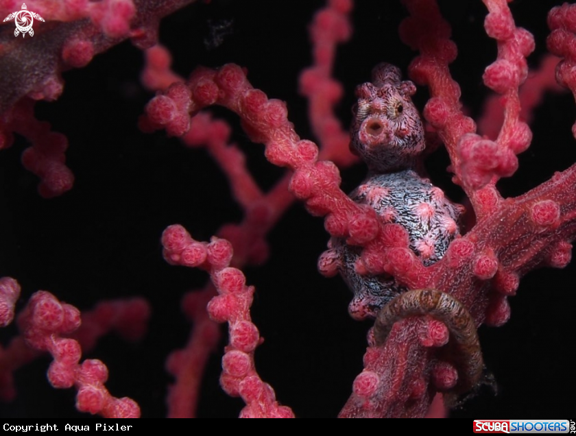 A Pigmy Seahorse