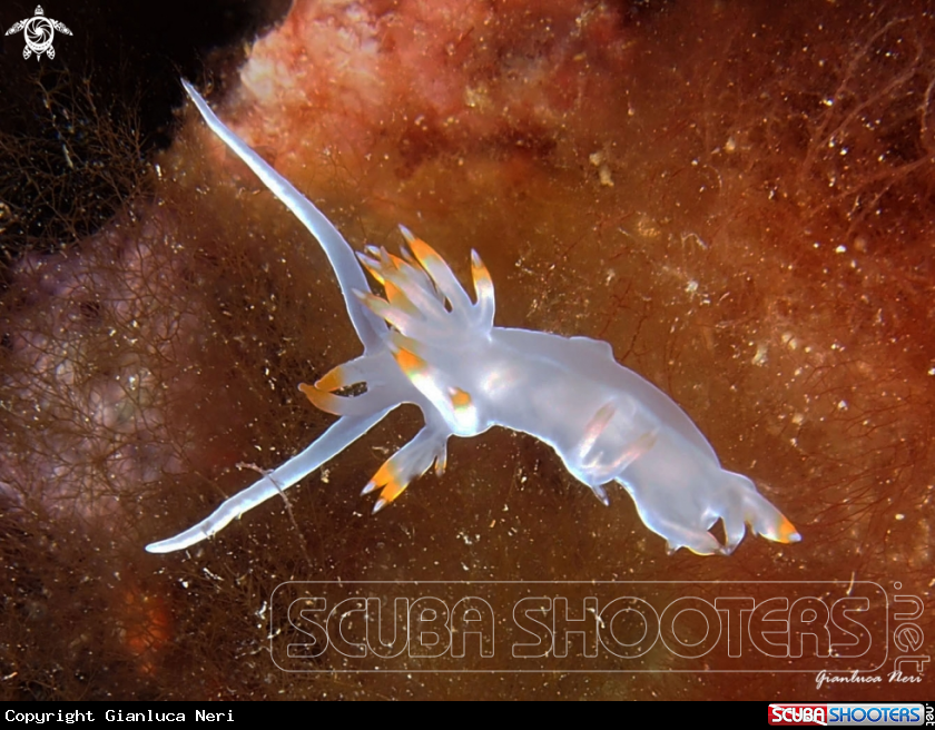 A Flabellina babai