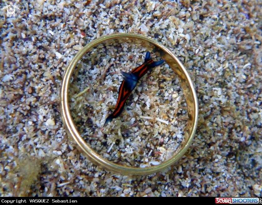 A Roboastra gracilis