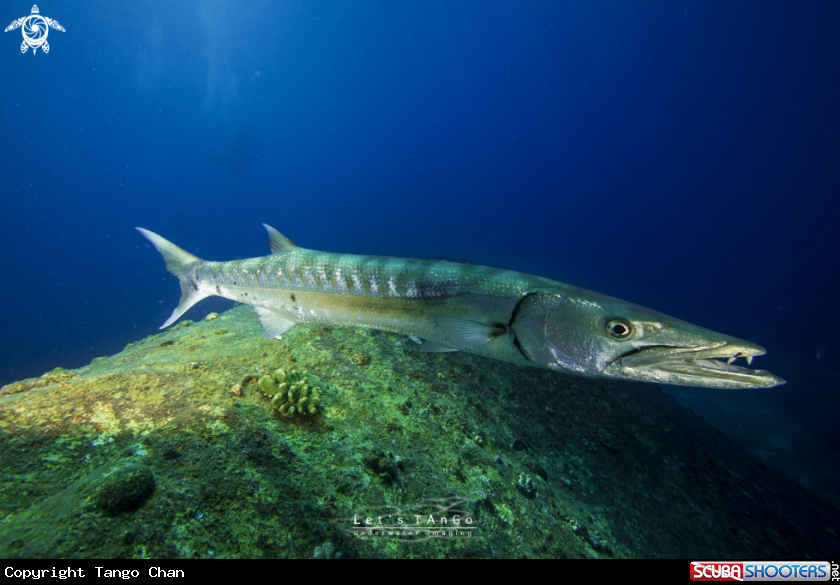 A Giant Barracuda