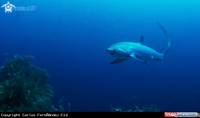 A Thresher Shark