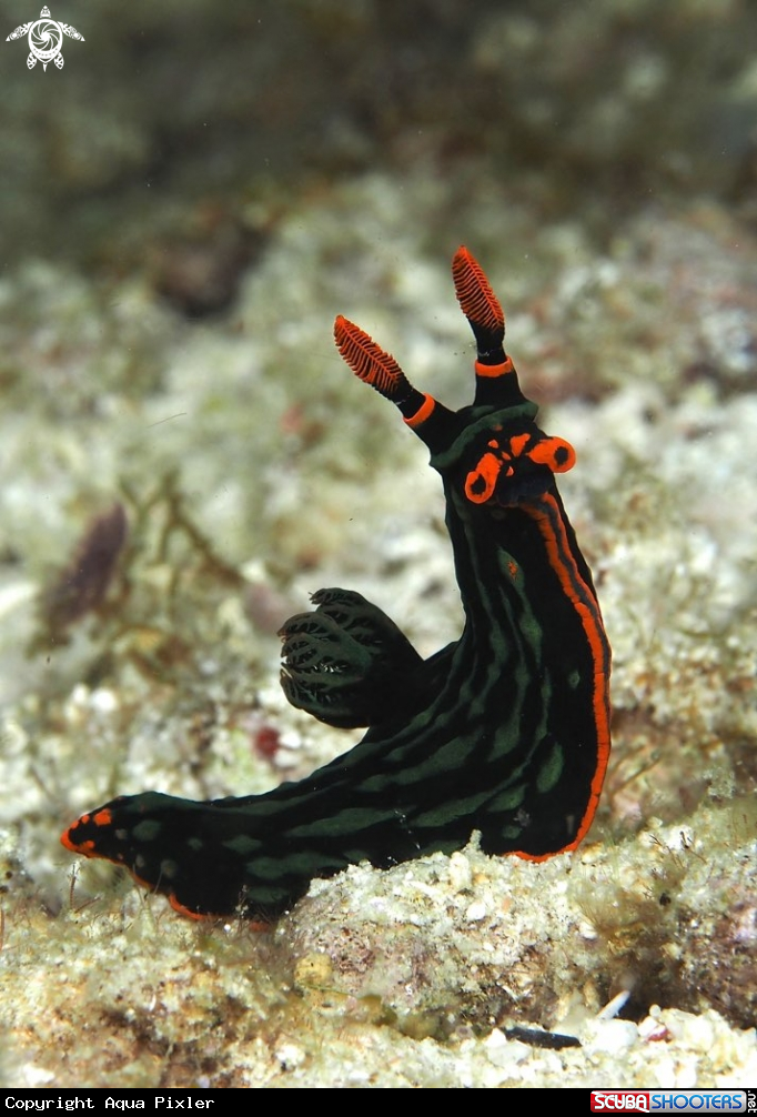 A Nudibranch