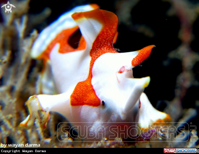 A Antenarius maculatus 