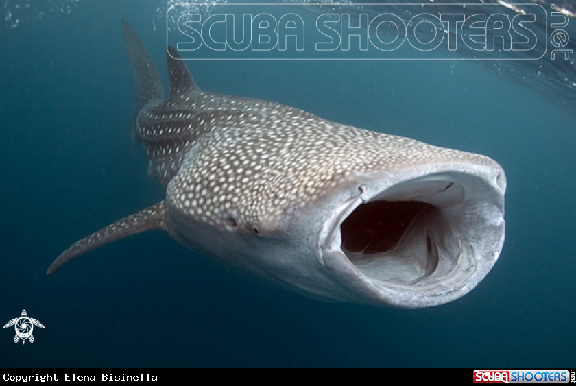 A underwater creature