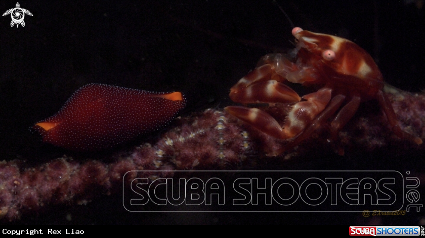 A CRAB AND COWRIE