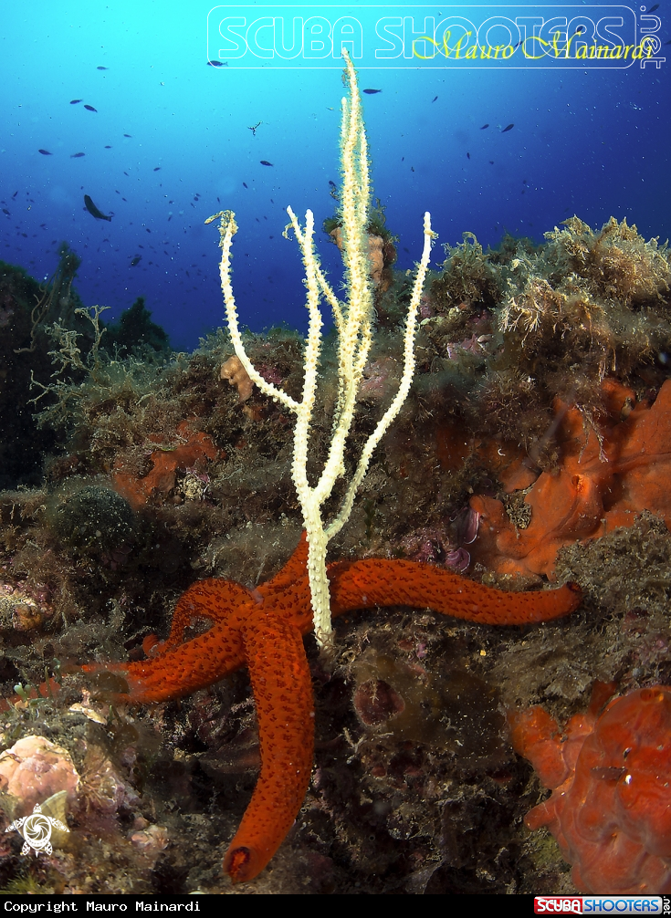 A Mediterranean pictures