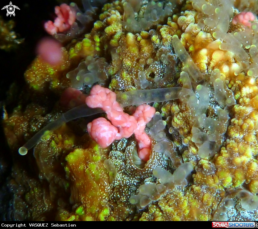 A Coral eggs