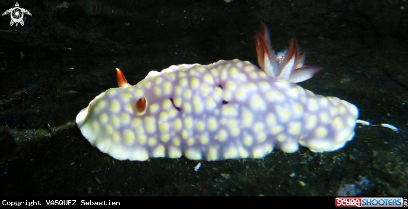 A Chromodoris conchyliata 
