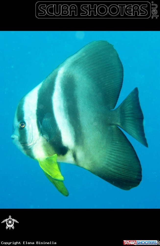 A underwater creature
