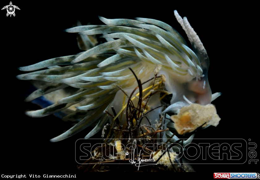 A Facelina