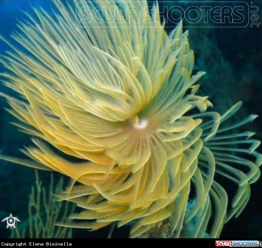 A underwater creature