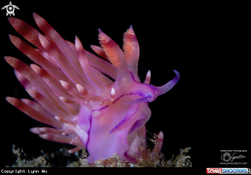 A Redline Flabellina