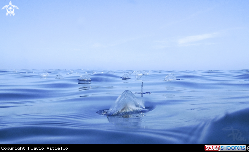 A Velella