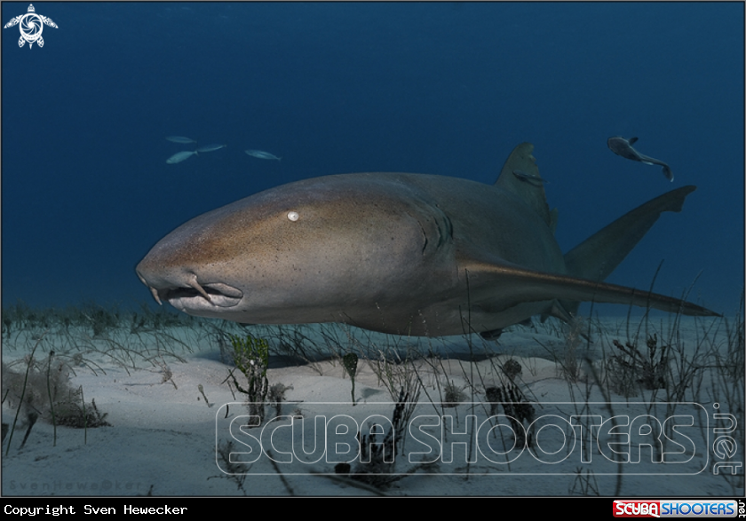 A nurseshark