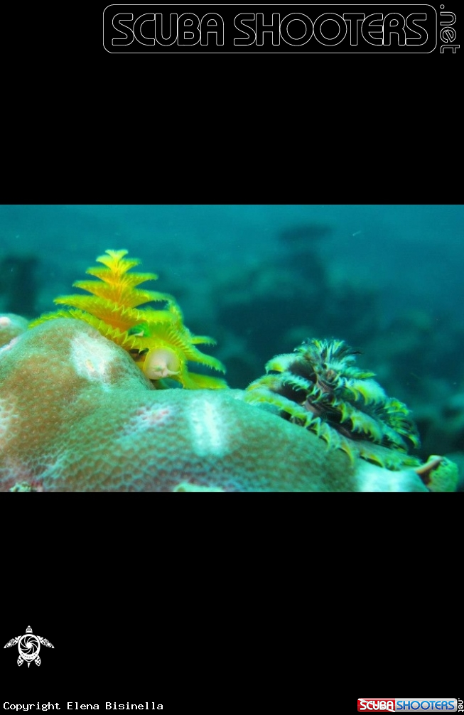 A underwater creature
