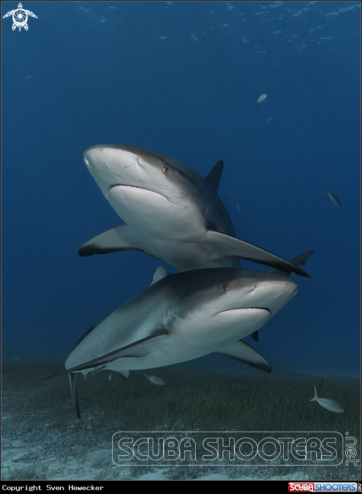 A caribbean reef shark