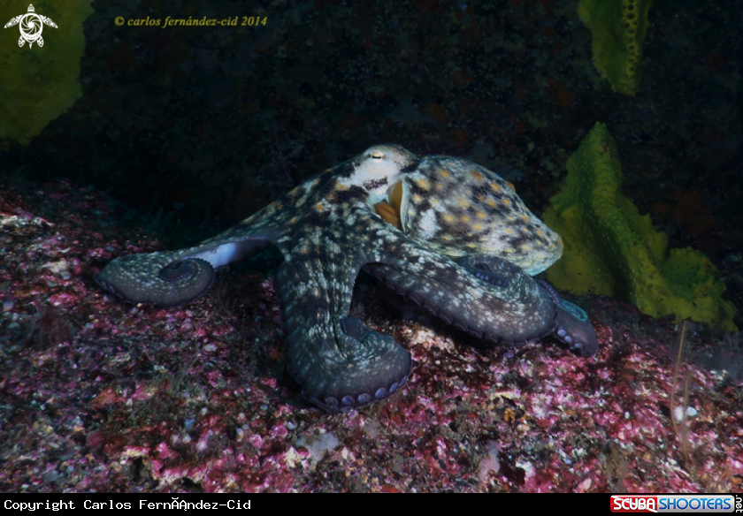 A Octopus vulgaris