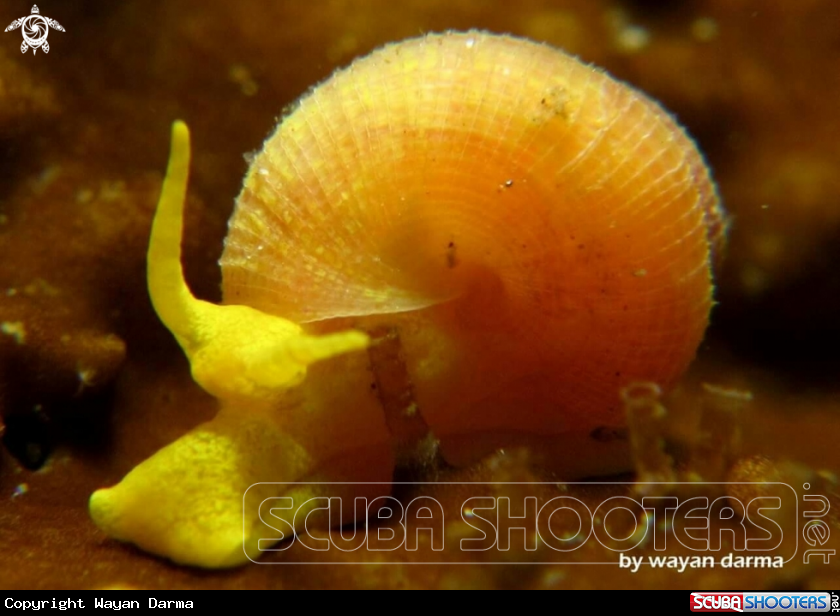 A yellow mello 