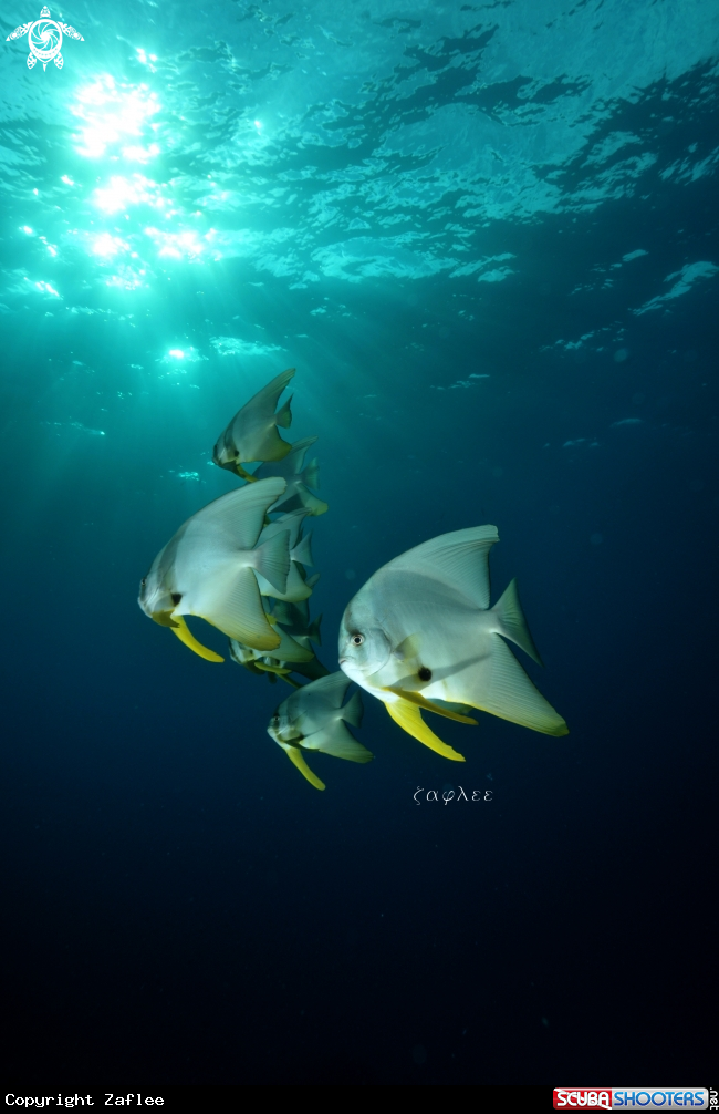A Teira Batfish