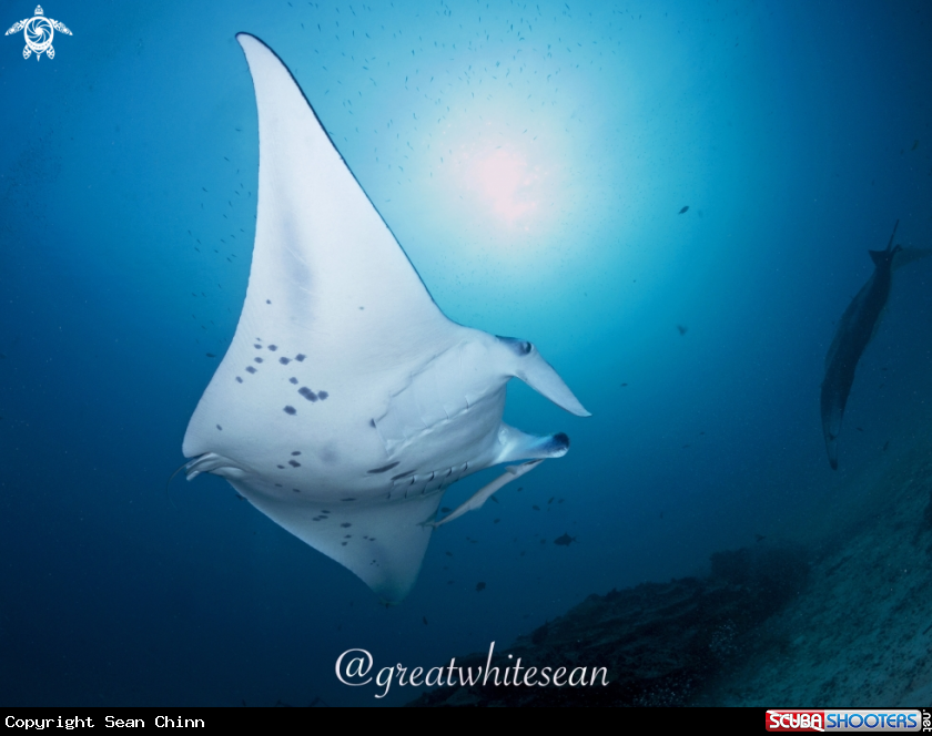 A Manta Ray