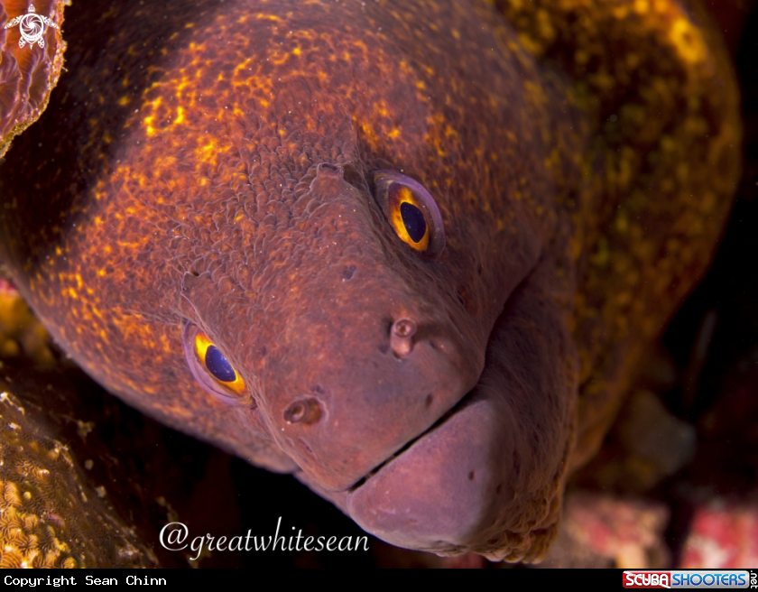 A Yellow-edged Moray Eel 