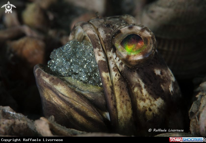A Jawfish