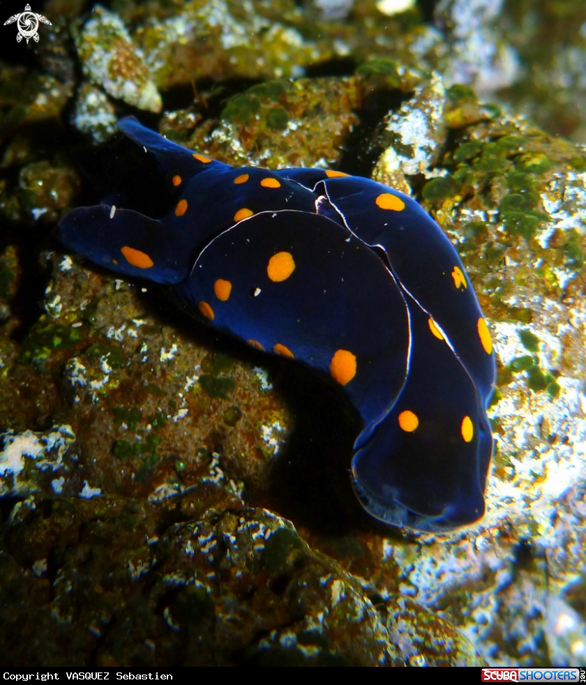A Chelidonura punctata