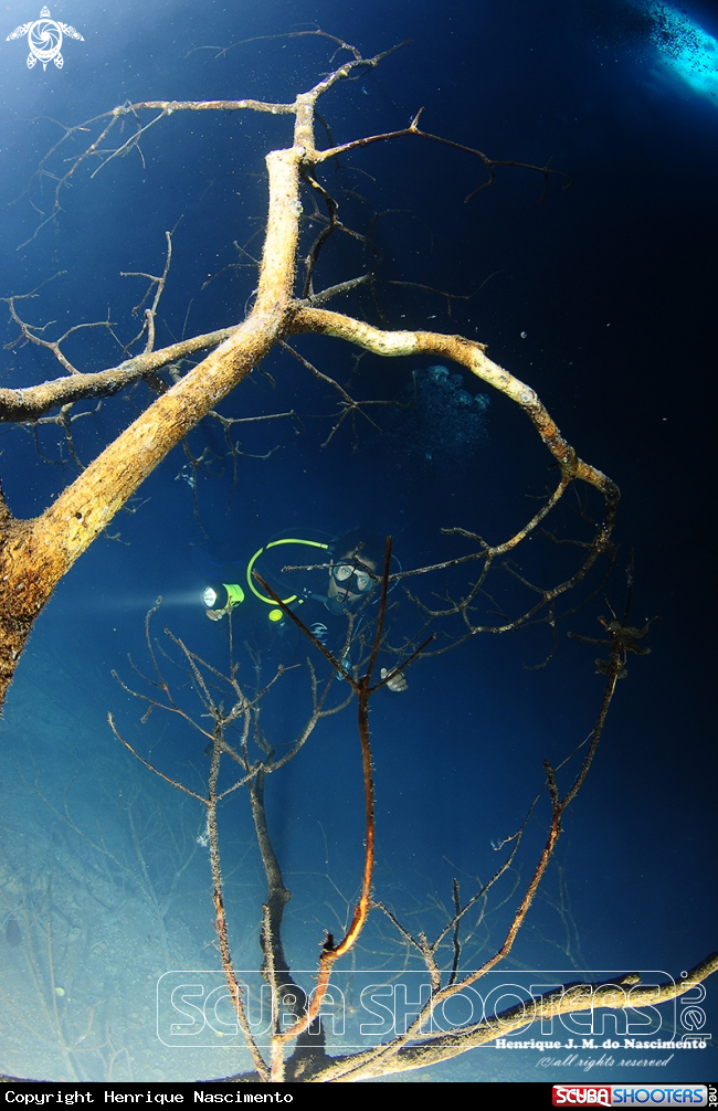 A Cenote