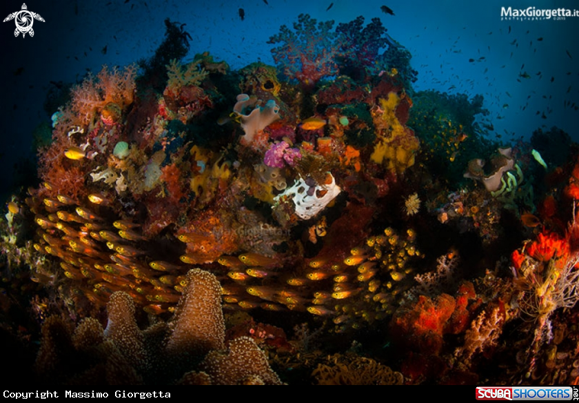 A glassfish