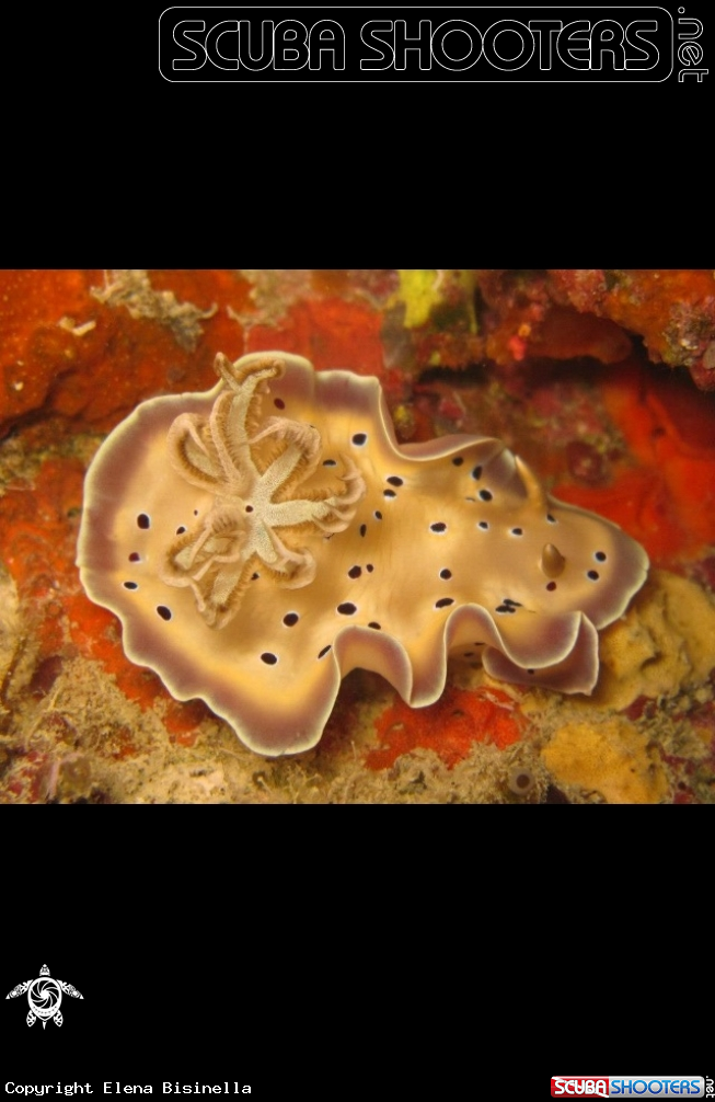 A Nudibranch