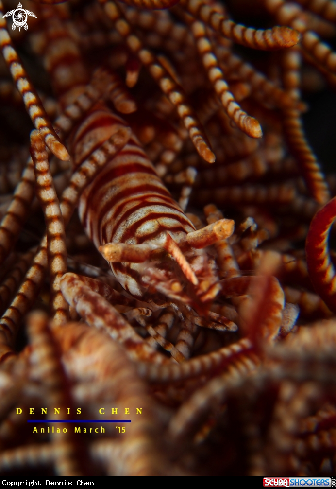 A CRINOID COMMENSAL SHRIMP 