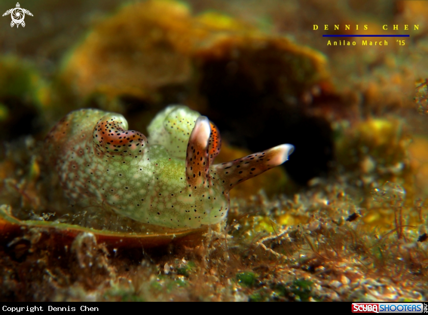 A Nudi