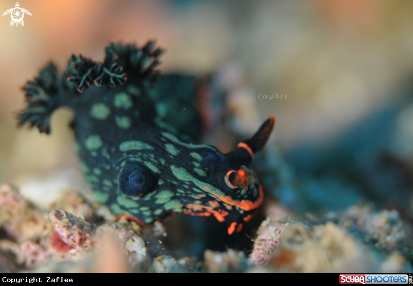 A Nembrotha Kubaryana
