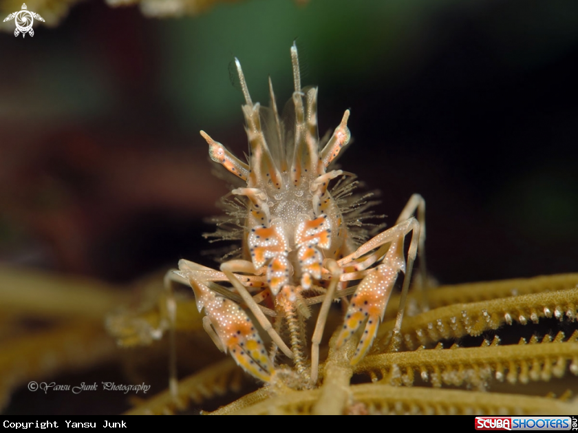A Tiger shrimp