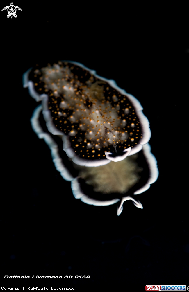 A Nudibranch