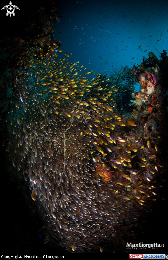 A glassfish