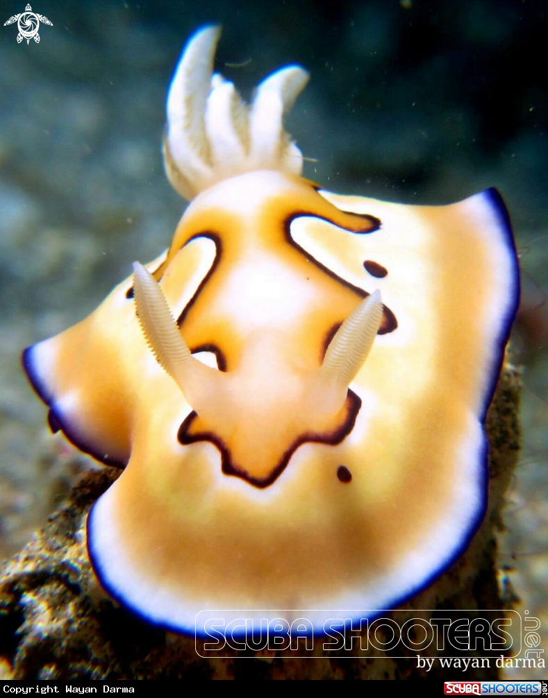 A goniobranchus coi 