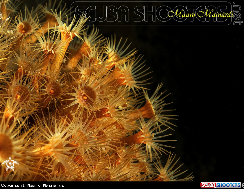 A Mediterranean Flowers - Isola d'Elba, night dive