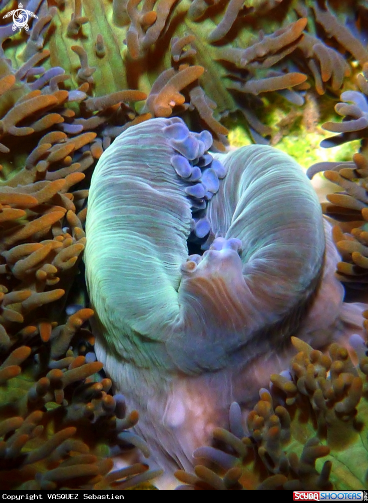 A retail anemone