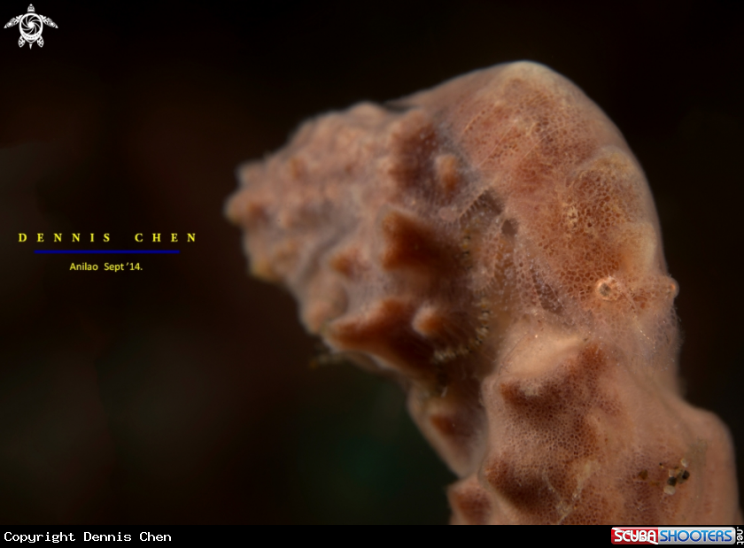 A Cryptic sponge shrimp 