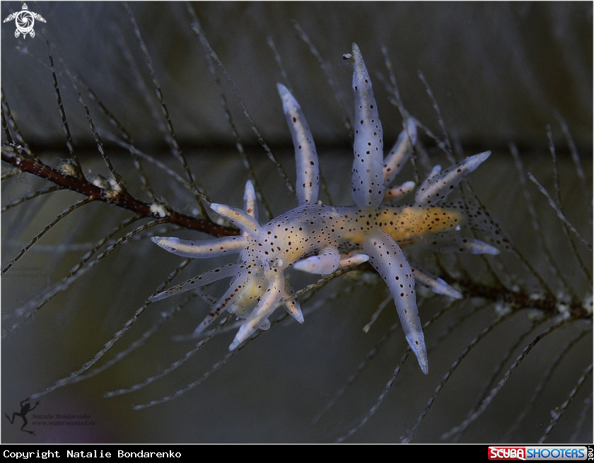 A Nudibranch