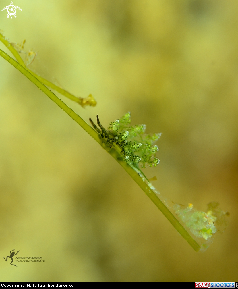 A Nudibranch